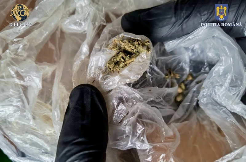 Video-foto. Bacău. Percheziții într-un dosar care vizează o rețea de traficanți de droguri de mare risc