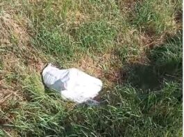 Botoșani. 12.000 de lei, amendă pentru că a abandonat doi câini