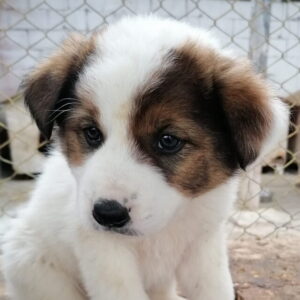 Neamț. 12.000 lei, amendă pentru că a abandonat doi căței