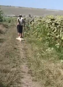Știre actualizată. Botoșani. Octogenară filmată în timp ce târâie un cățel legat cu sârmă. A primit amendă de 1.000 de lei