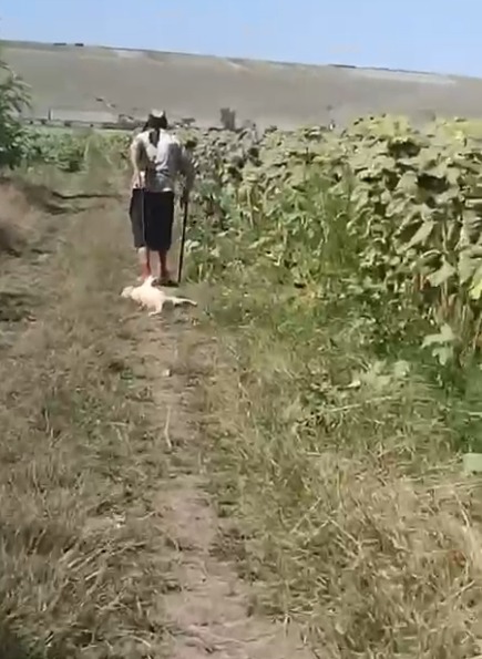 Știre actualizată. Botoșani. Octogenară filmată în timp ce târâie un cățel legat cu sârmă. A primit amendă de 1.000 de lei