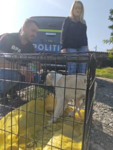 Știre actualizată. Botoșani. Octogenară filmată în timp ce târâie un cățel legat cu sârmă. A primit amendă de 1.000 de lei