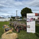 Peste 150 de elevi vor beneficia și în acest an de activități de dezvoltare personală în cadrul Programului „Devino AutonOM”, cu sprijinul Fundației Orange
