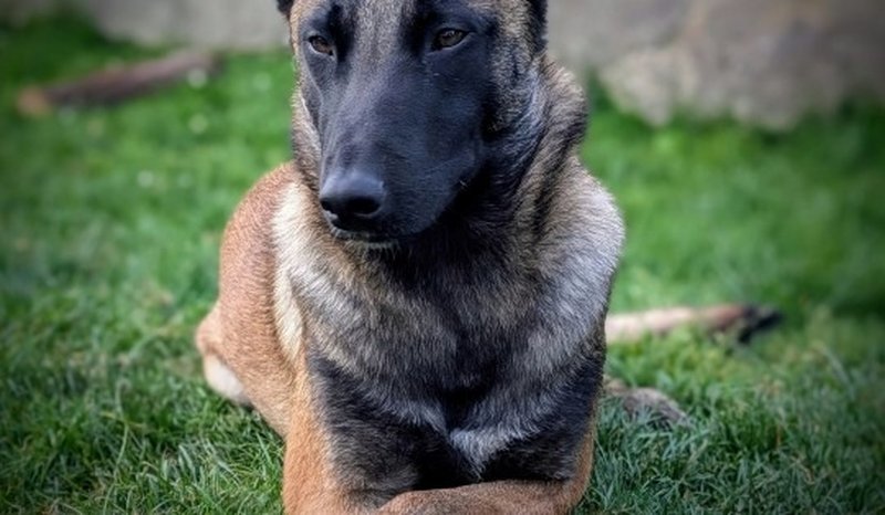 Câine IPJ_Neamț