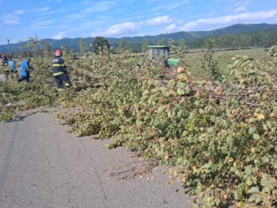 Arbore căzut pe carosabil în comuna Vânători Neamț
