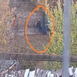 Neamț. Mesaj RO – Alert pentru o geacă într-un copac