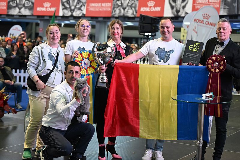 Trei pisici născute în România au cucerit podiumul la Campionatul Mondial Felin 2025