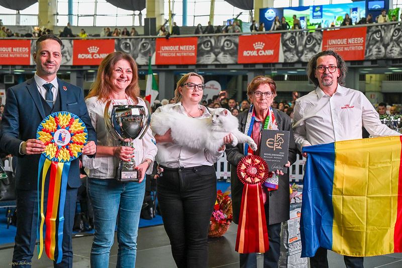 Trei pisici născute în România au cucerit podiumul la Campionatul Mondial Felin 2025