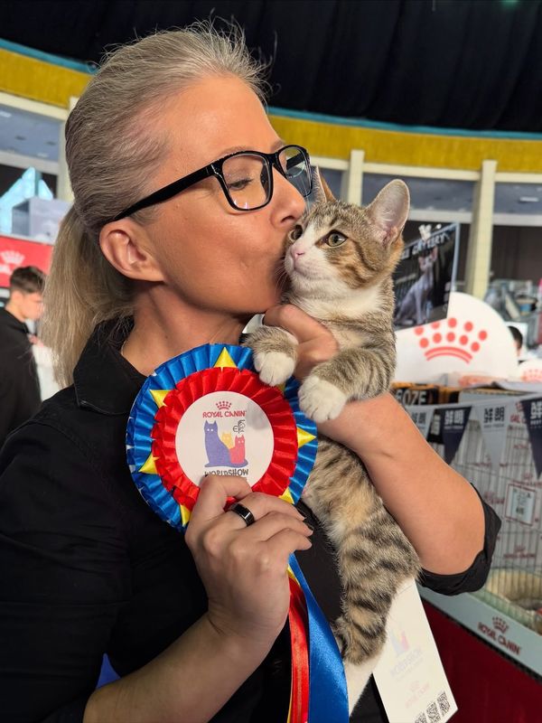 Trei pisici născute în România au cucerit podiumul la Campionatul Mondial Felin 2025