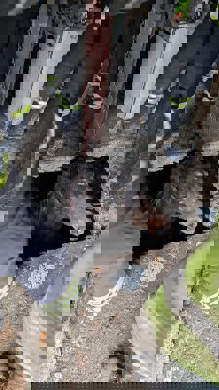 Foto. Cal căzut într-un beci din comuna Dochia salvat de pompieri