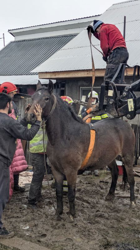 Foto. Cal căzut într-un beci din comuna Dochia salvat de pompieri 3 Foto. Cal căzut într-un beci din comuna Dochia salvat de pompieri
