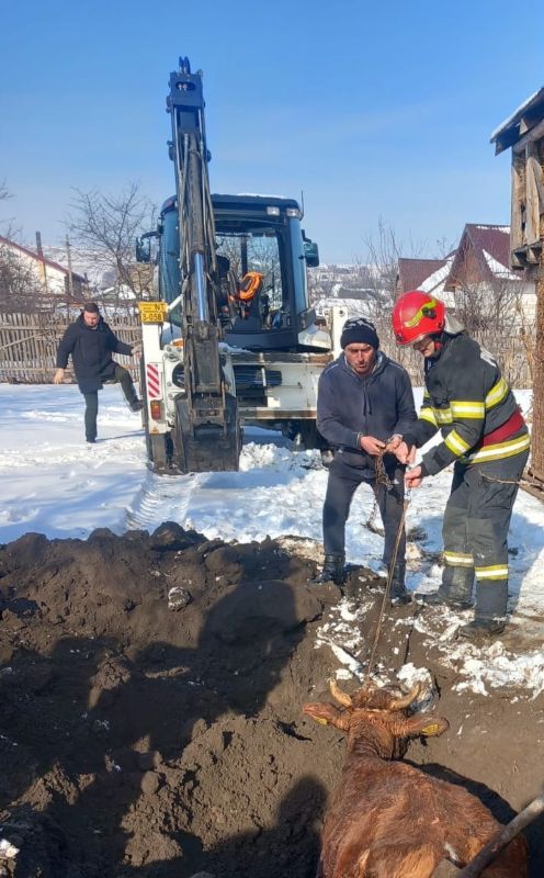 Misiune de salvare în Dumbrava Roșie: pompierii au scos o bovină căzută într-o fosă