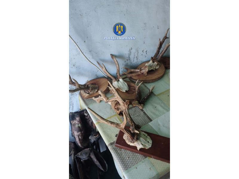 FOTO. Percheziții la Piatra Neamț și Sagna într-un dosar de braconaj. Arme și muniții, ridicate de polițiști 2 FOTO. Percheziții la Piatra Neamț și Sagna într-un dosar de braconaj. Arme și muniții, ridicate de polițiști