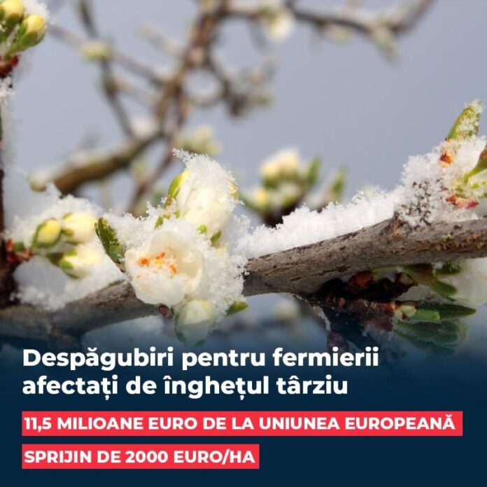 despagubiri_pomicultori_2026 Guvernul aprobă ajutor financiar pentru pomicultori. 11,5 milioane euro pentru culturile afectate de îngheț