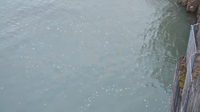 Anunț al ISU Neamț. Pești morți în aval de Barajul Reconstrucția în municipiul Piatra Neamț