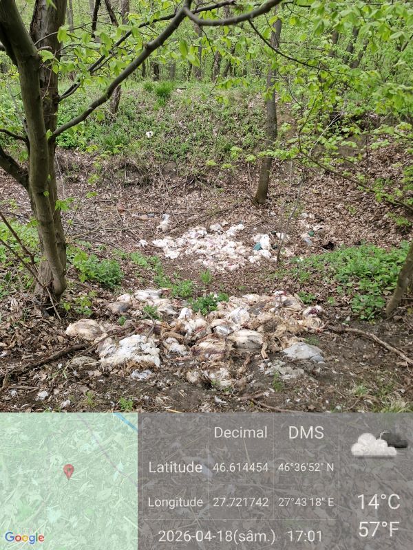 Vaslui. Sute de pui morți abandonați în pădurea de la marginea orașului