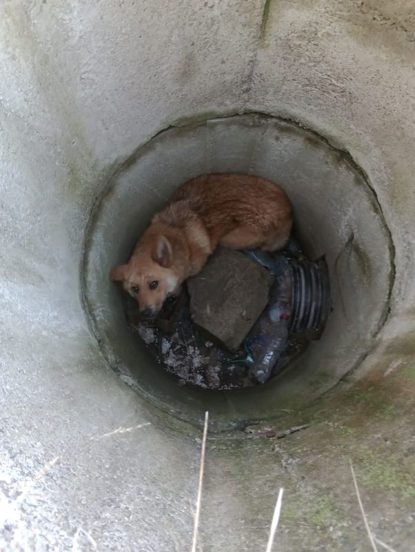 Piatra-Neamț. Câine salvat dintr-un puț de 2,5 metri