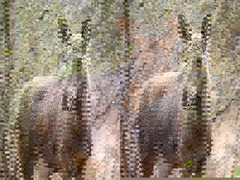 Elanul revine în România după 200 de ani. Moment istoric în Parcul Natural Vânători Neamț