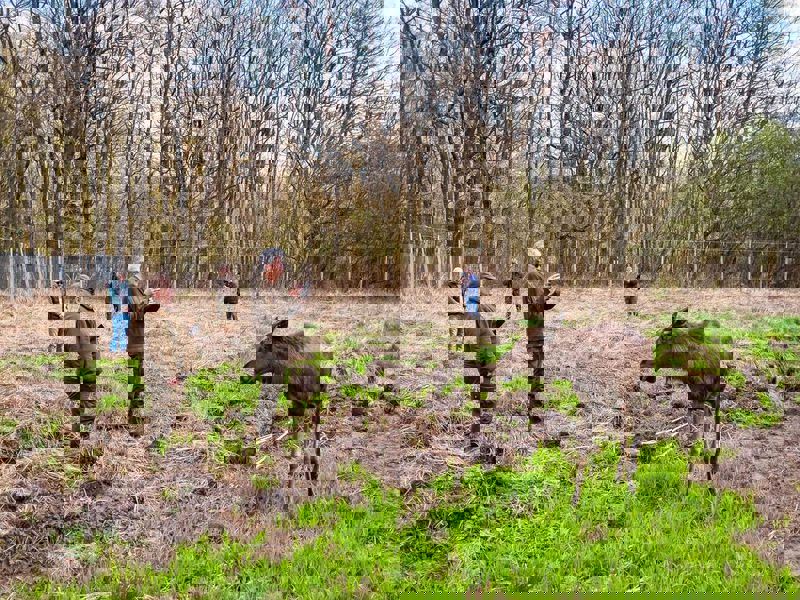 Elanul revine în România după 200 de ani. Moment istoric în Parcul Natural Vânători Neamț