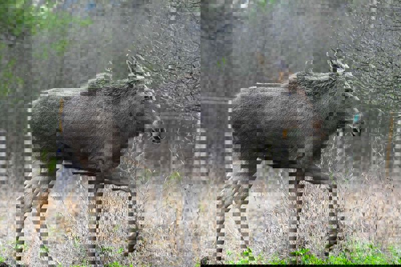 Elanul revine în România după 200 de ani. Moment istoric în Parcul Natural Vânători Neamț