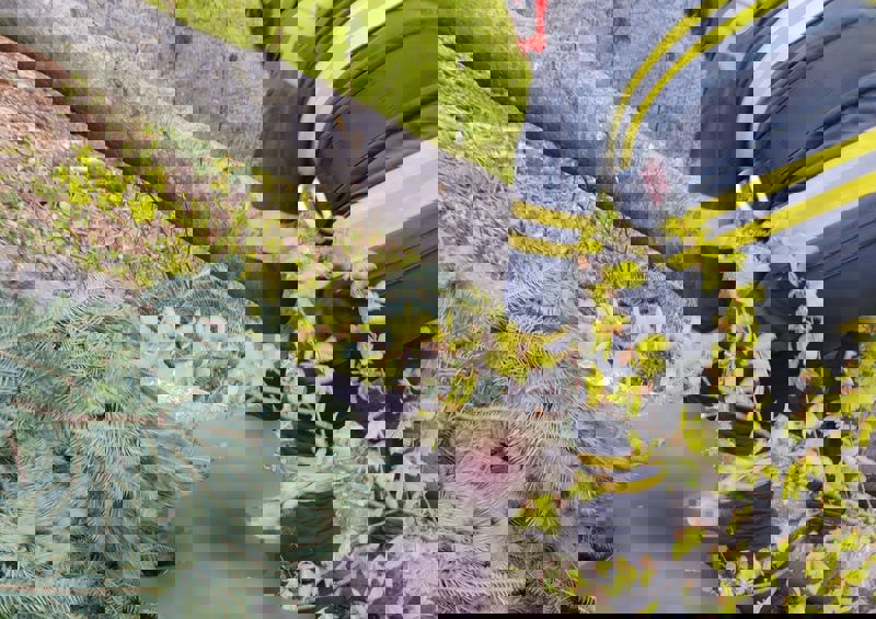 Bărbat ucis de un copac căzut într-o comună din Neamț