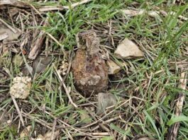 Grenadă din Al Doilea Război Mondial găsită pe un teren din Roman _