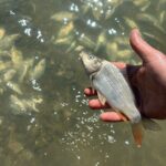 Video-foto. Pești morți pe lacul Pângărați. Autoritățile merg la fața locului pentru idenficarea cauzei