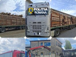 Rețea de transport ilegal de lemn, destructurată la Neamț: 9 persoane și 2 firme sunt vizate. Prejudiciu estimat la 500.000 de euro