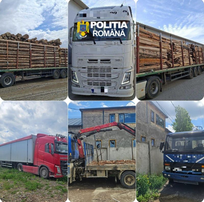 Rețea de transport ilegal de lemn, destructurată la Neamț: 9 persoane și 2 firme sunt vizate. Prejudiciu estimat la 500.000 de euro