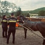 FOTO. Iași. Amenzi date de polițiști în târgurile de animale din Focuri și Țigănași