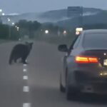 VIDEO. Neamț. Urs la plimbare pe strada principală din comuna Tazlău