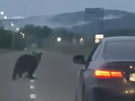 Prefectura Neamț anunță „măsuri ferme pentru siguranța cetățenilor în fața pericolului reprezentat de urși”