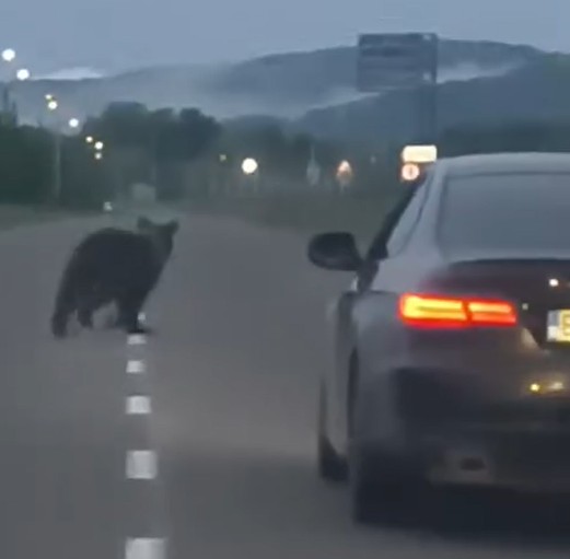 VIDEO. Neamț. Urs la plimbare pe strada principală din comuna Tazlău