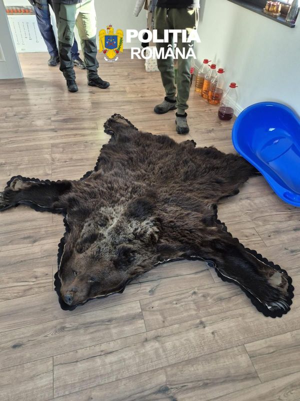 Suceava. 38 de percheziții într-un dosar de braconaj cinegetic – au fost confiscate 11 arme și sute de cartușe