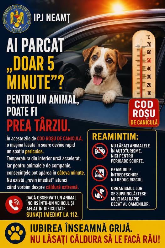 Temperaturi extreme, animalele de companie suferă și ele. Sfaturi pentru proprietari