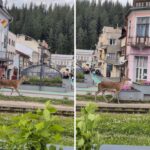 Căprioară filmată pe străzile din Vatra Dornei. Apariția care a atras privirile trecătorilor Căprioară filmată pe străzile din Vatra Dornei. Apariția care a atras privirile trecătorilor