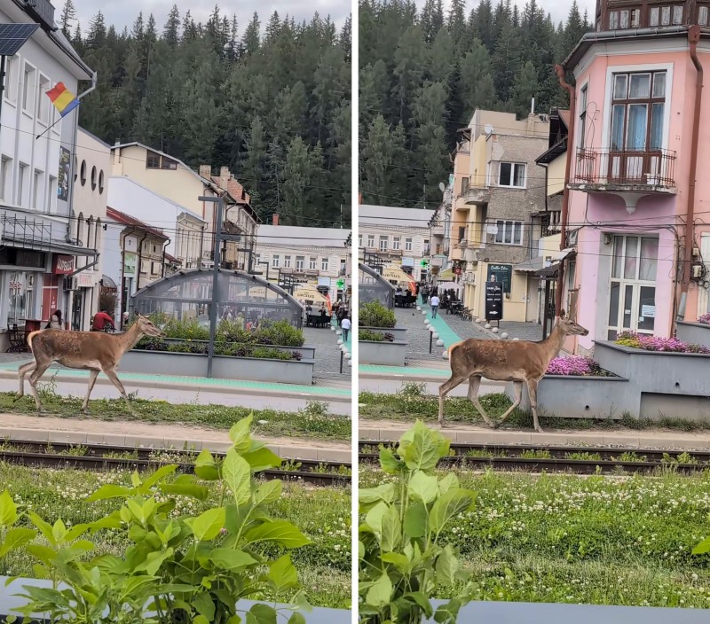 Căprioară filmată pe străzile din Vatra Dornei. Apariția care a atras privirile trecătorilor