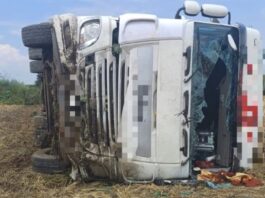 Accident pe E 85, în comuna Săbăoani – un TIR s-a răsturnat pe câmp după ce șoferul a adormit la volan