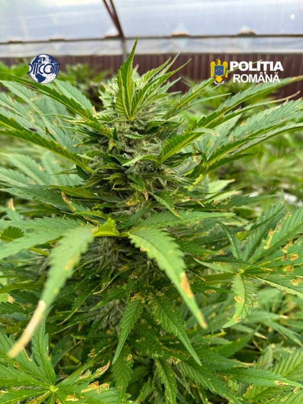 Neamț. Cultură ilegală de canabis la Dragomirești – anchetatorii au plecat cu 2,4 tone de plante 3 Neamț. Cultură ilegală de canabis la Dragomirești – anchetatorii au plecat cu 2,4 tone de plante