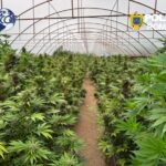 Neamț. Cultură ilegală de canabis la Dragomirești – anchetatorii au plecat cu 2,4 tone de plante