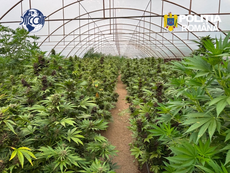 Neamț. Cultură ilegală de canabis la Dragomirești – anchetatorii au plecat cu 2,4 tone de plante