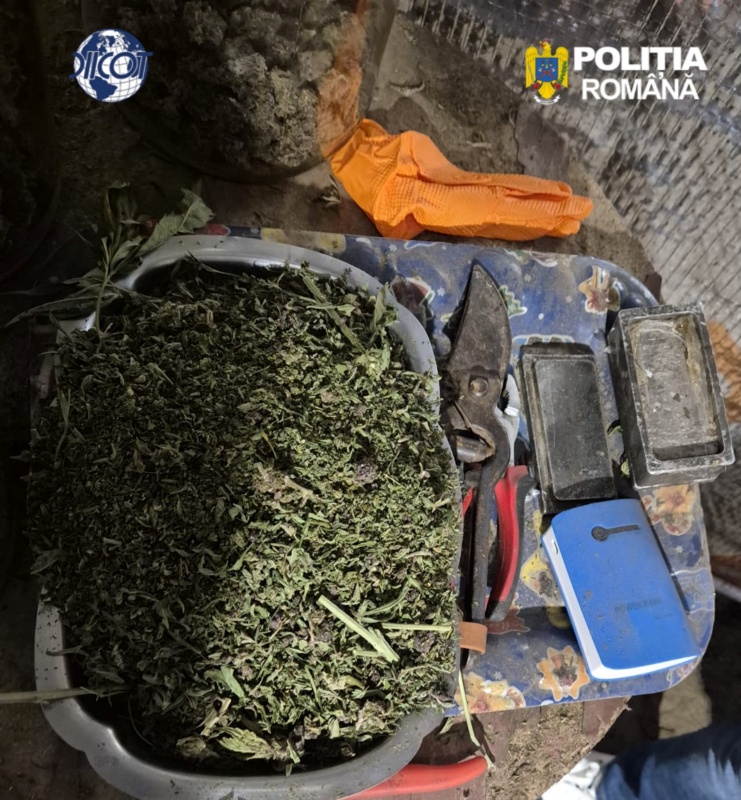 Neamț. Cultură ilegală de canabis la Dragomirești – anchetatorii au plecat cu 2,4 tone de plante 1 Neamț. Cultură ilegală de canabis la Dragomirești – anchetatorii au plecat cu 2,4 tone de plante