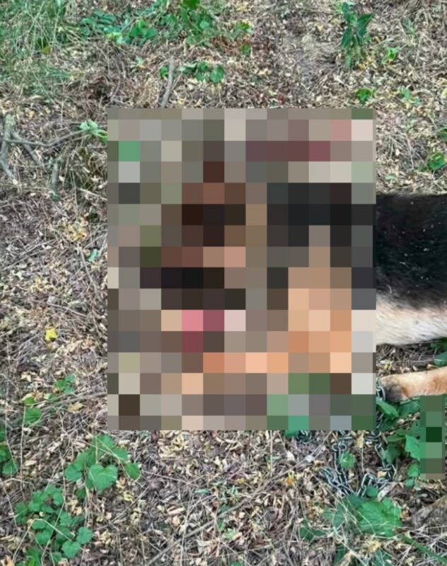 FOTO. Anchetă după apariția unor imagini șocante cu un câine ucis în bătaie într-o pădure din Botoșani