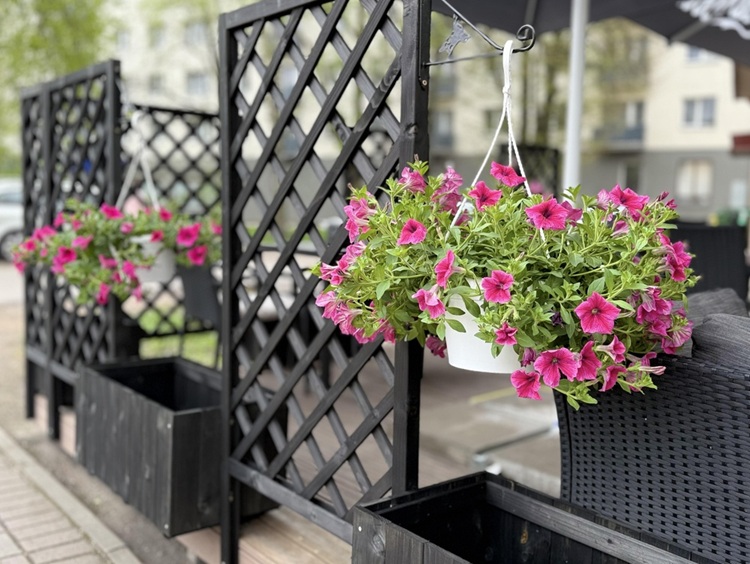 Bright,Pink,Petunia,Flowers,In,Hanging,Baskets,On,Outdoor,Cafe