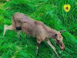 Elanii din Parcul Natural Vânători Neamț se acomodează bine, la trei luni de la sosire Elanii din Parcul Natural Vânători Neamț se acomodează bine, la trei luni de la sosire