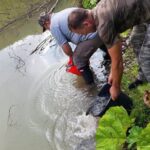 Direcția Silvică Neamț: repopulări de păstrăv pe Tarcău, Borca și lacul Iapa