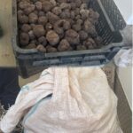 Bacău. 86 de kilograme de trufe fără documente legale confiscate de polițiști