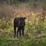Un pui de zimbru de la Parcul Vânători-Neamț a fost „botezat”. Numele care a întrunit cele mai multe sufragii