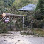 FOTO. Un brad a căzut peste o casă din Piatra-Neamț