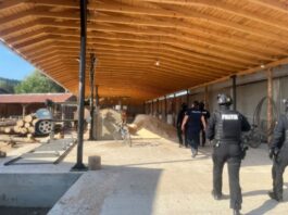 Polițiștii nemțeni și luptătorii SAS au descins în Suceava într-un dosar de transport ilegal de lemn